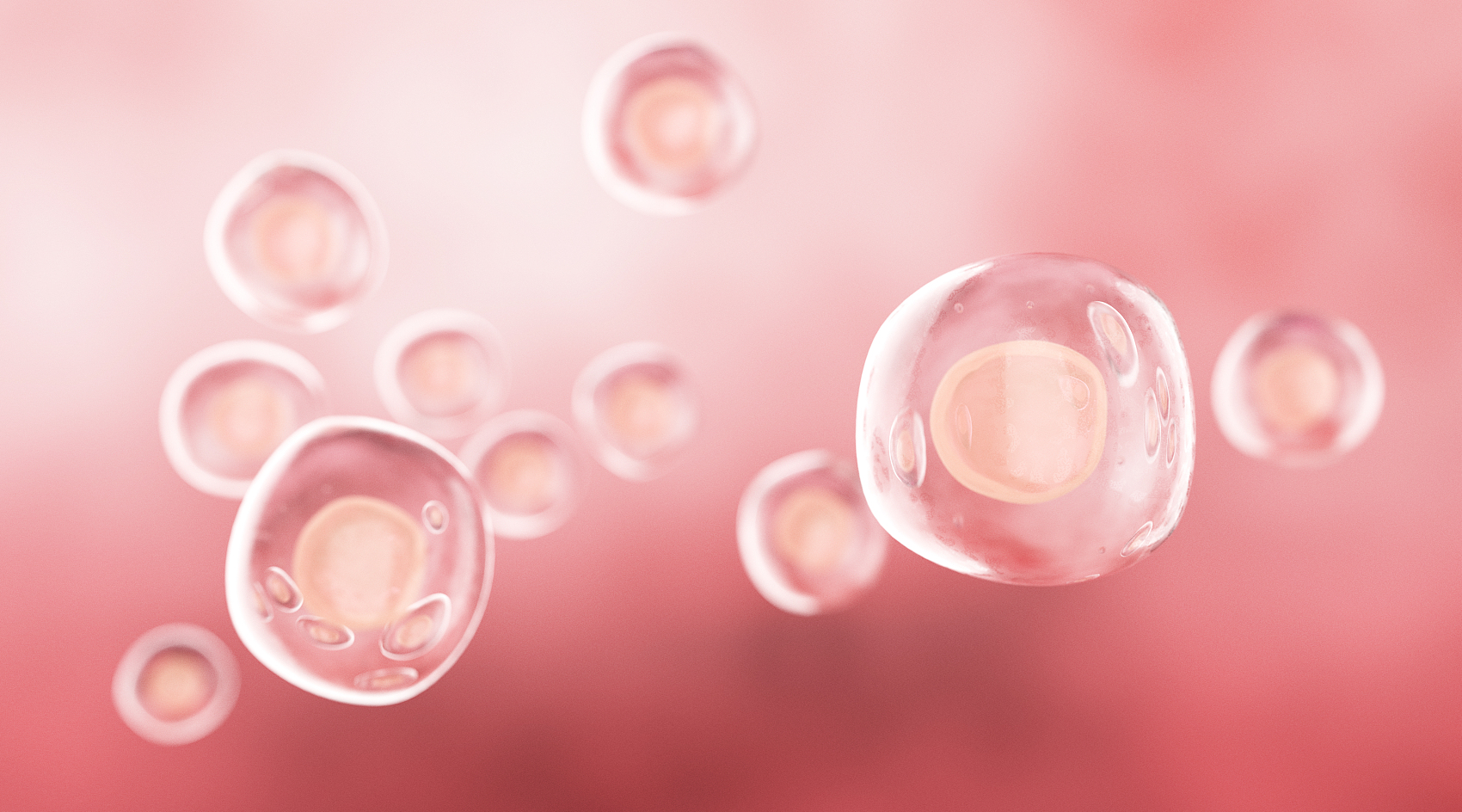 脐血单个核细胞